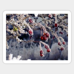 Frosted Berries Sticker